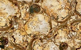 Эксклюзивная коллекция Эксклюзив Браун Петрифайд Вуд / Brown Petrified Wood от компании Cosmostone | Широкий выбор слэбов камня по выгодным ценам в Москве